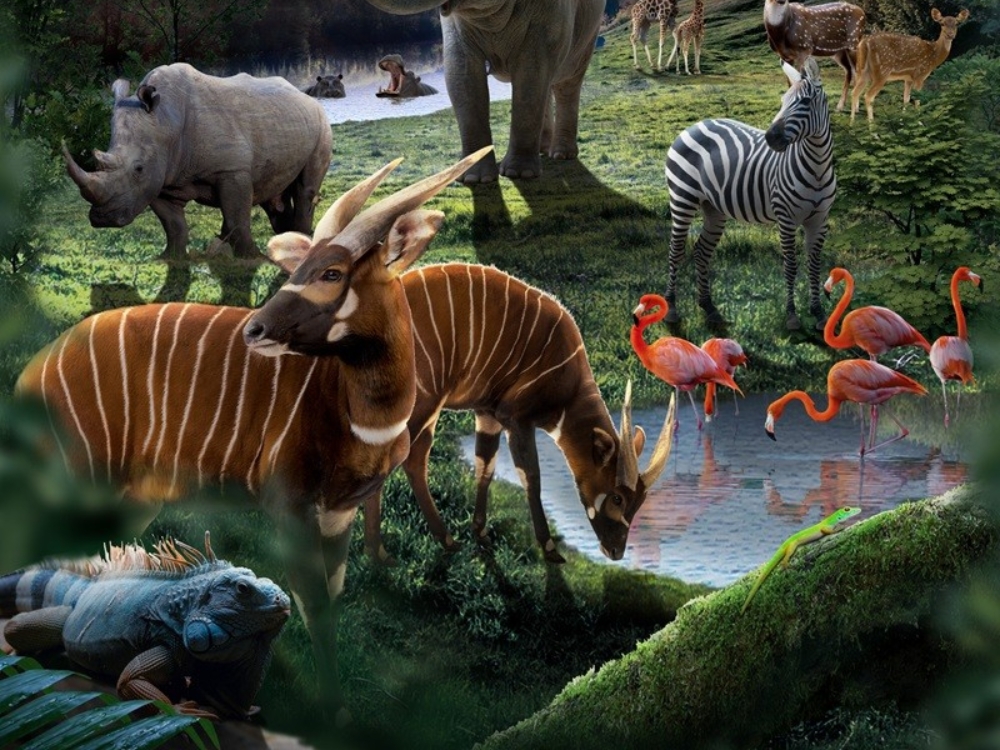Phiêu lưu giữa thế giới hoang dã chân thực